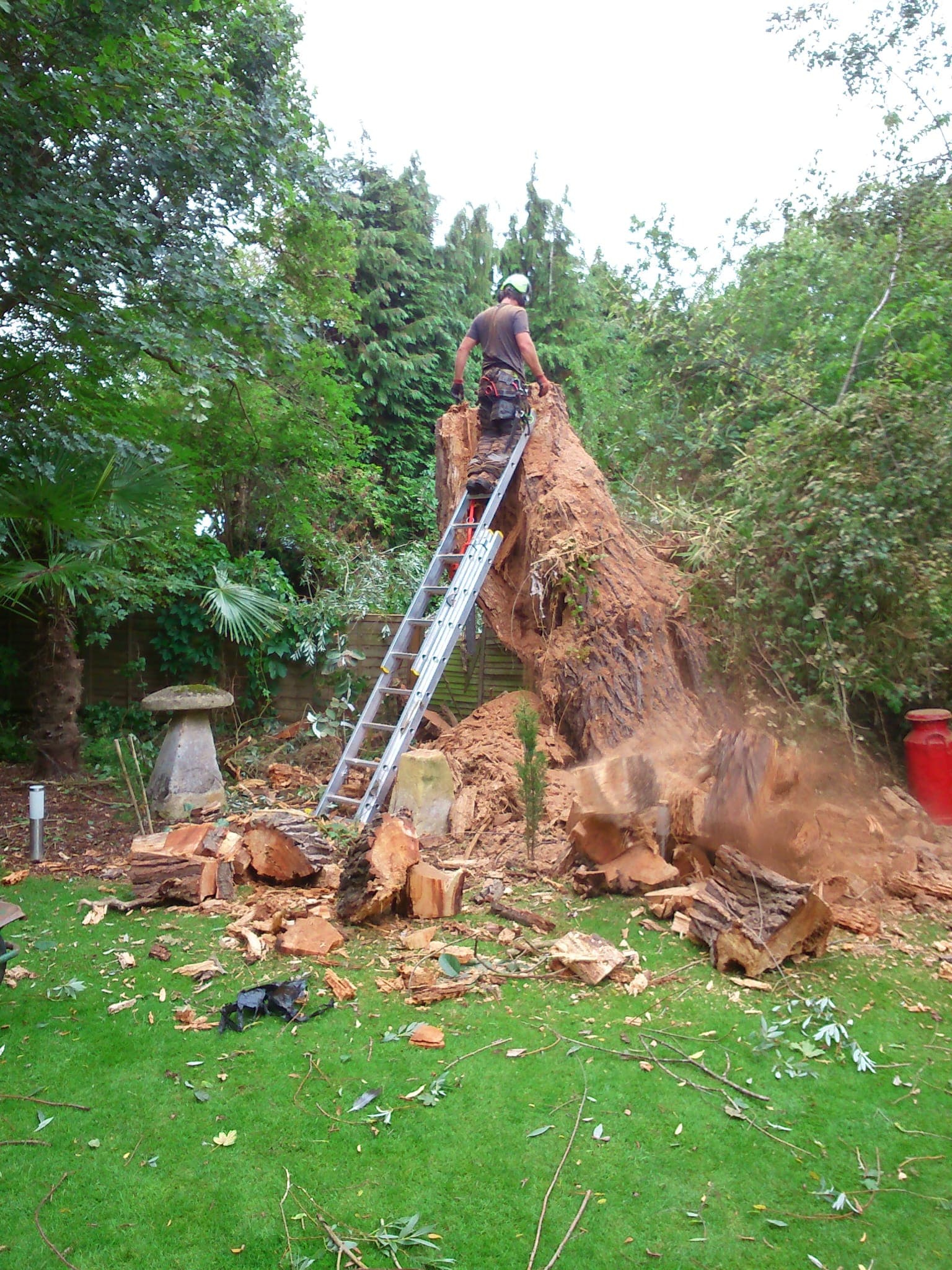 Stump Removal